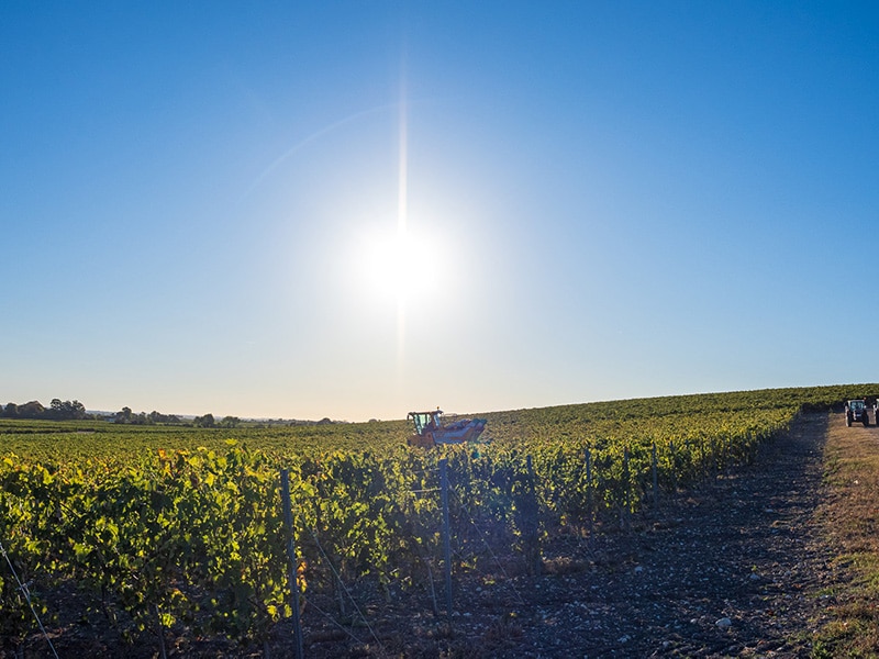 claoue morton vigne vignoble cognac